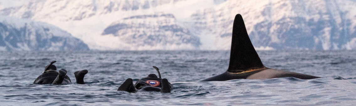 Snorkeling with Orcas in Norway - Ladies Only - Image 2