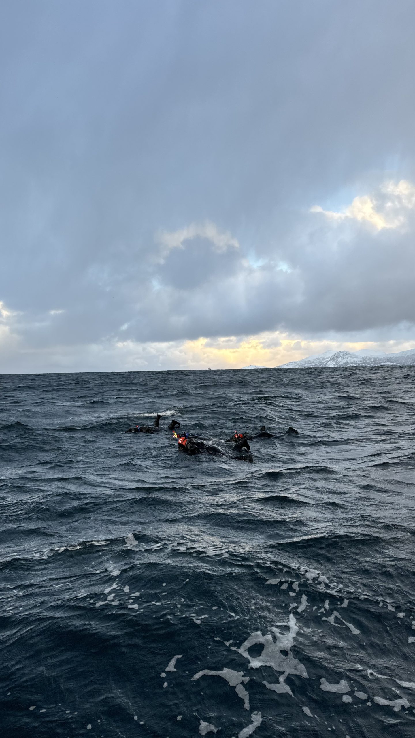 Snorkeling with Orcas in Norway - Ladies Only - Image 7